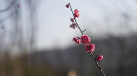 桃花 花 春色 细节花 红色