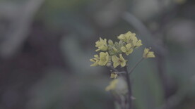 油菜花 花  春色 油菜 春天