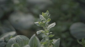 油菜花 花  春色 油菜 春天