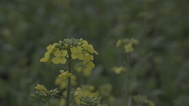 油菜花 花  春色 油菜 春天
