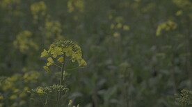油菜花 花  春色 油菜 春天