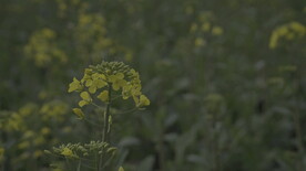 油菜花 花  春色 油菜 春天