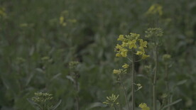 油菜花 花  春色 油菜 春天