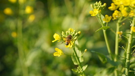 油菜花 花  春色 油菜 春天