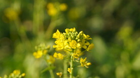 油菜花 花  春色 油菜 春天
