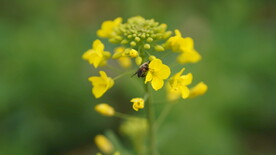 油菜花 花  春色 油菜 春天