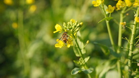 油菜花 花  春色 油菜 春天