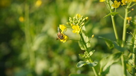 油菜花 花  春色 油菜 春天