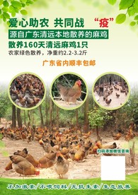 清远鸡宣传单