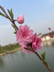 桃花特写
