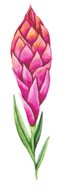 花卉