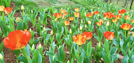 郁金香花田
