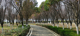 公园小路小树林风景