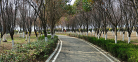 公园小路小树林风景