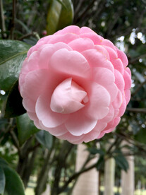 粉色茶花