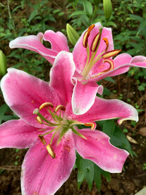 百合花