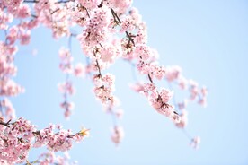 美丽的樱花