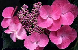 绣球花