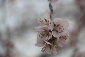 一团花