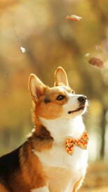 狗