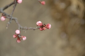 桃花图片