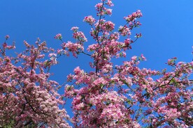 樱花树