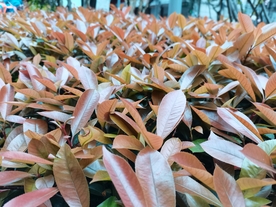 珊瑚树