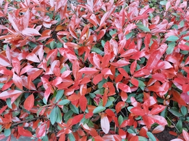 珊瑚树