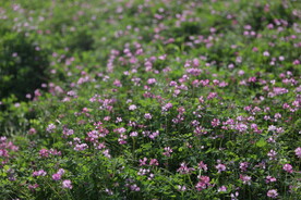 小菊花花丛小花