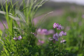 美丽小花