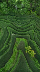 种植园