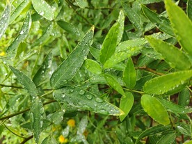 下雨后的叶子