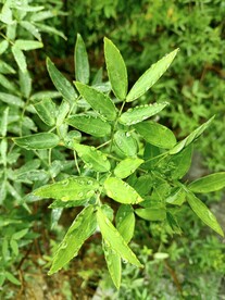 下雨过后的草