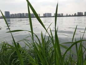 风景 湖 水 桥 公园