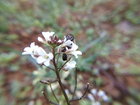 碎米荠