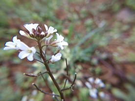 碎米荠