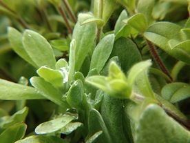 野菜