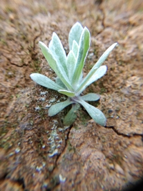 芙蓉菊