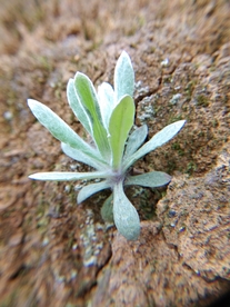 芙蓉菊