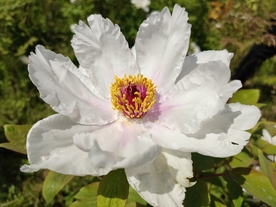 丹凤花