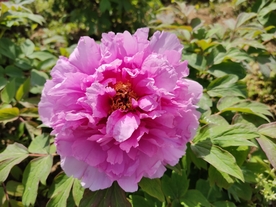 一枝牡丹花