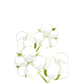 植物装饰棉花元素