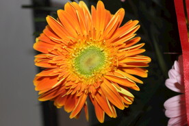 花朵黄色菊花