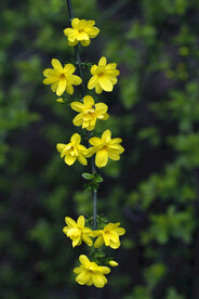 迎春花