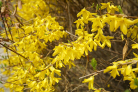 春天盛开的黄色连翘花朵