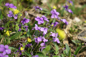 春天盛开的紫花地丁花丛