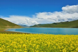 西藏风景小河油菜花