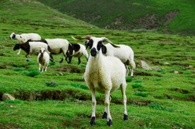 西藏风景 草原羊群