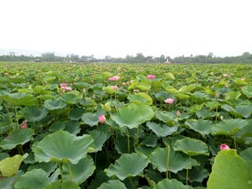 荷花池
