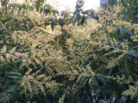 芒果花
